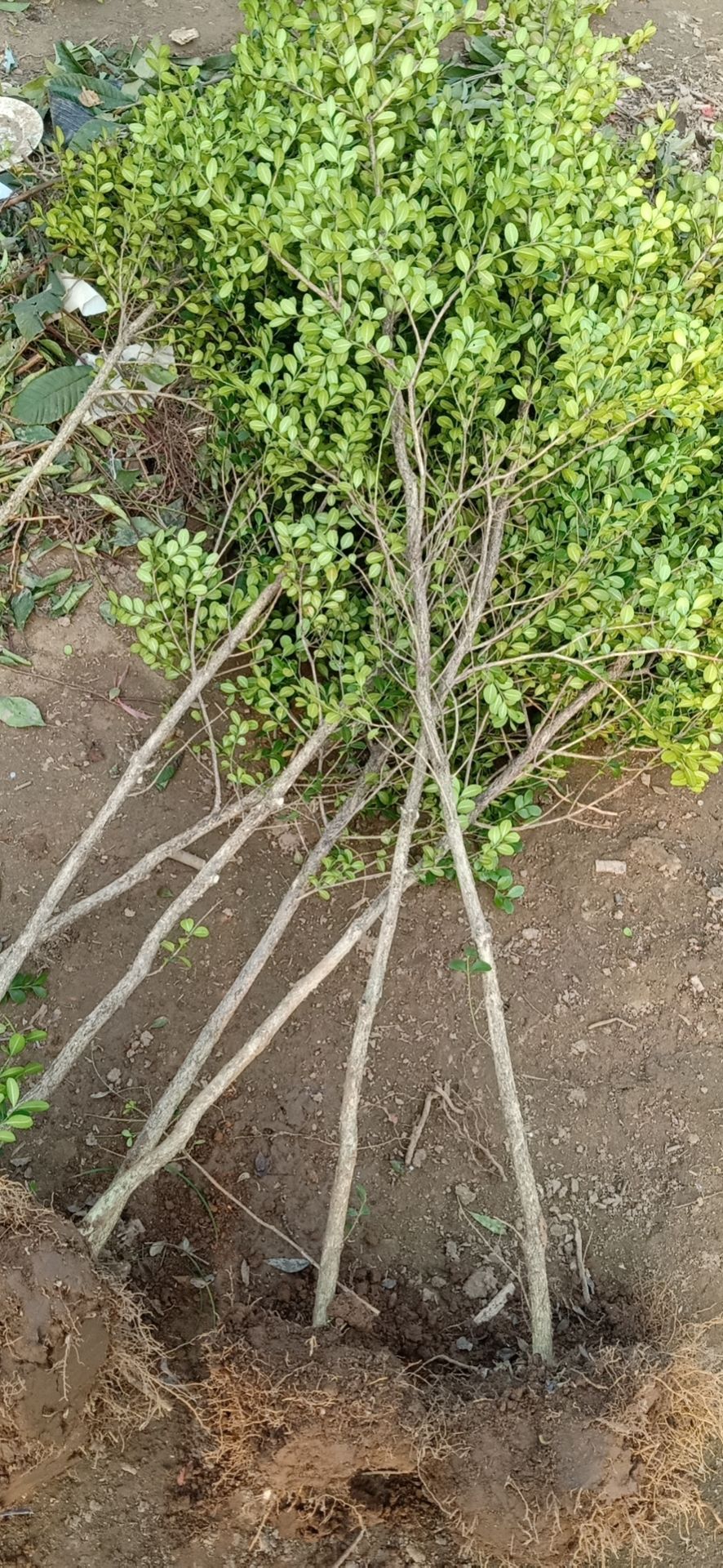 独杆黄杨1公分一2公分