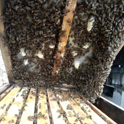 贵阳 正宗土蜂蜜