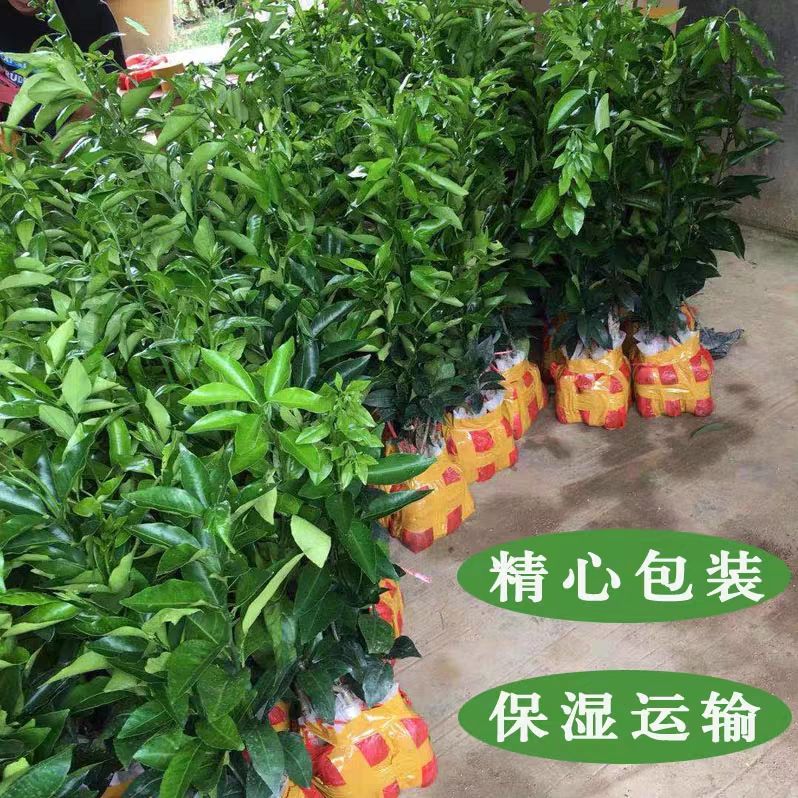 091无核沃柑苗 当年结果苗，包品种，包成活。基地直供。