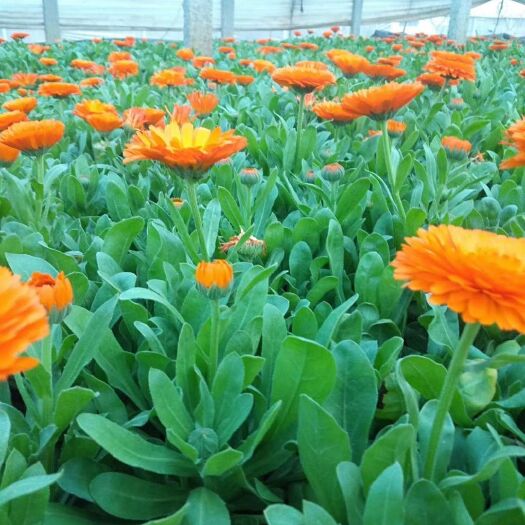 青州市 金盏菊