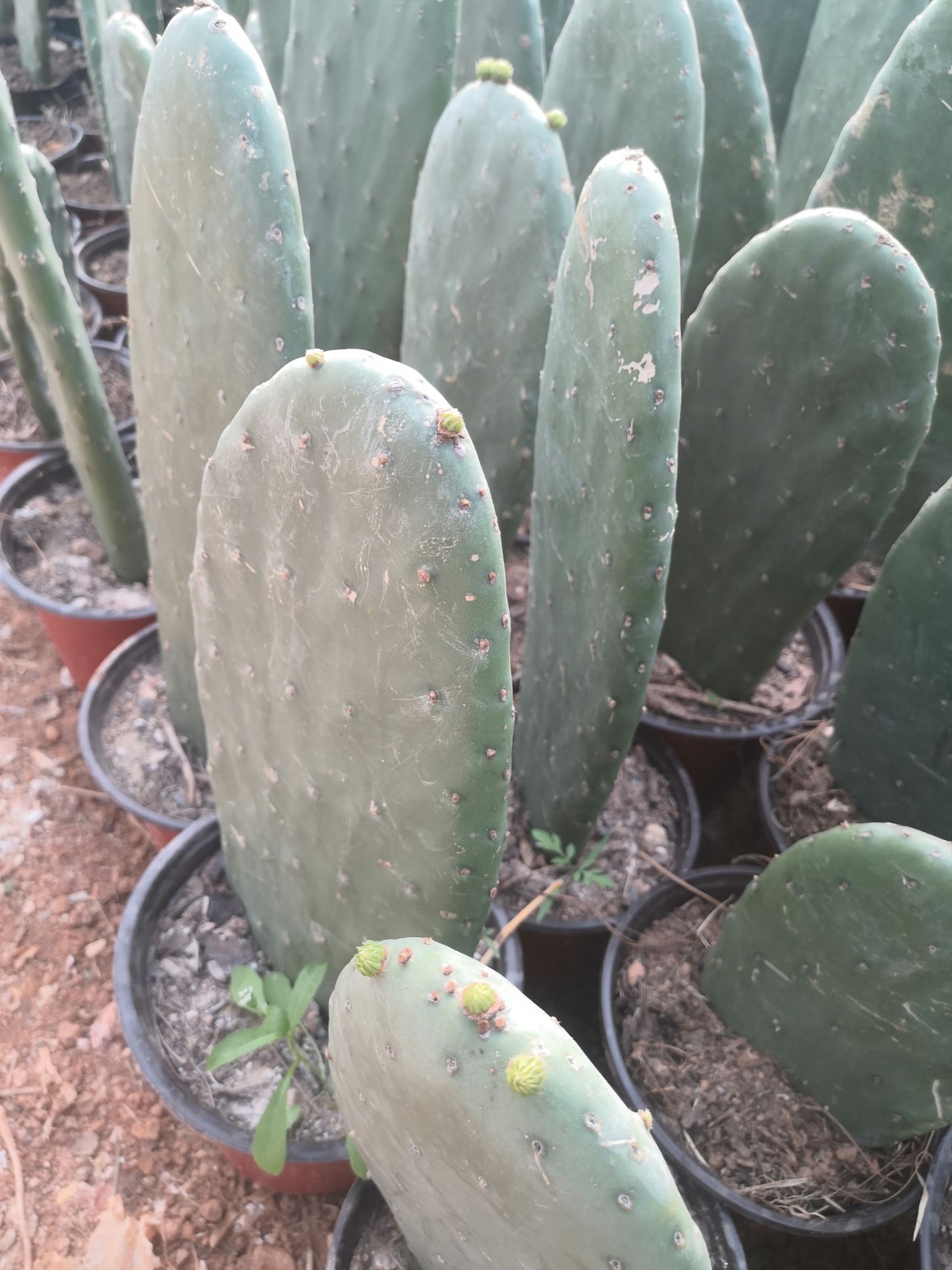 食用仙人掌 30~40公分