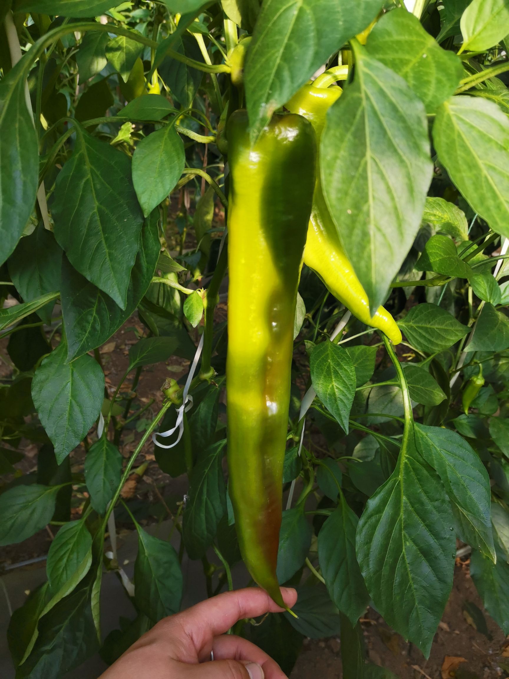 菜椒 产地大量供应各种新鲜蔬菜