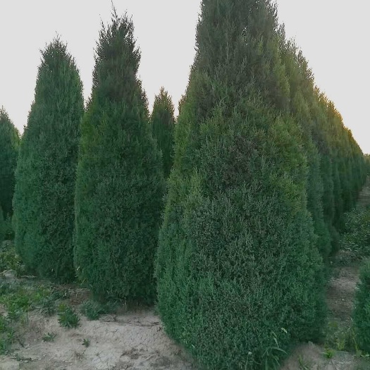 望都县望都塔桧 刺柏 圆柏 侩柏 塔柏 望都侩