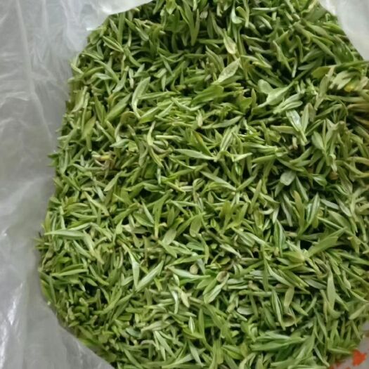 石台县毛峰茶  高山传统柴火铁锅纯手工绿茶—高山毛峰