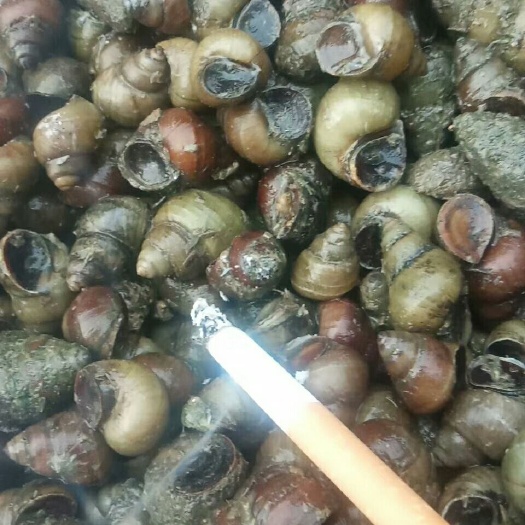 聊城田螺 薄壳螺蛳，皮薄肉多，