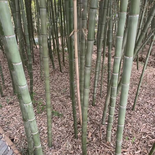 沭阳县 出售竹子 金香玉竹青竹 刚竹 早园竹