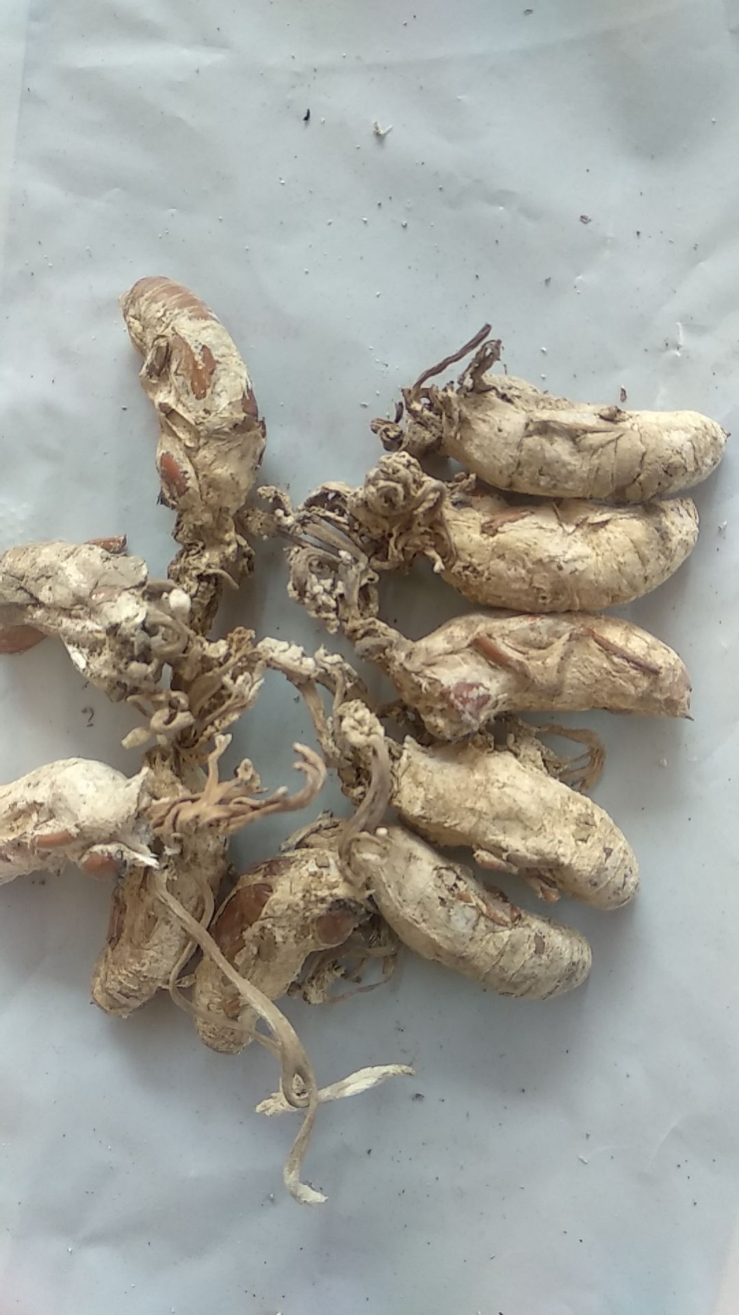  金蝉花，质量保证，色泽度好，精选货