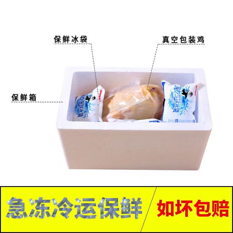  山林放养 清远2号麻鸡