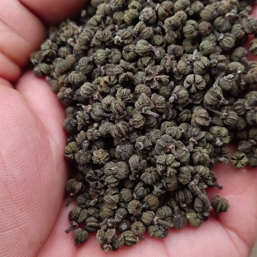 柳城县 自产自己买的中花吴茱萸干货90元一公斤