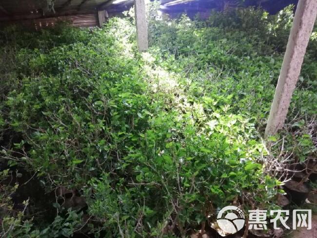 黑珍珠桑树苗  桑葚树苗 全国包邮 死苗补发