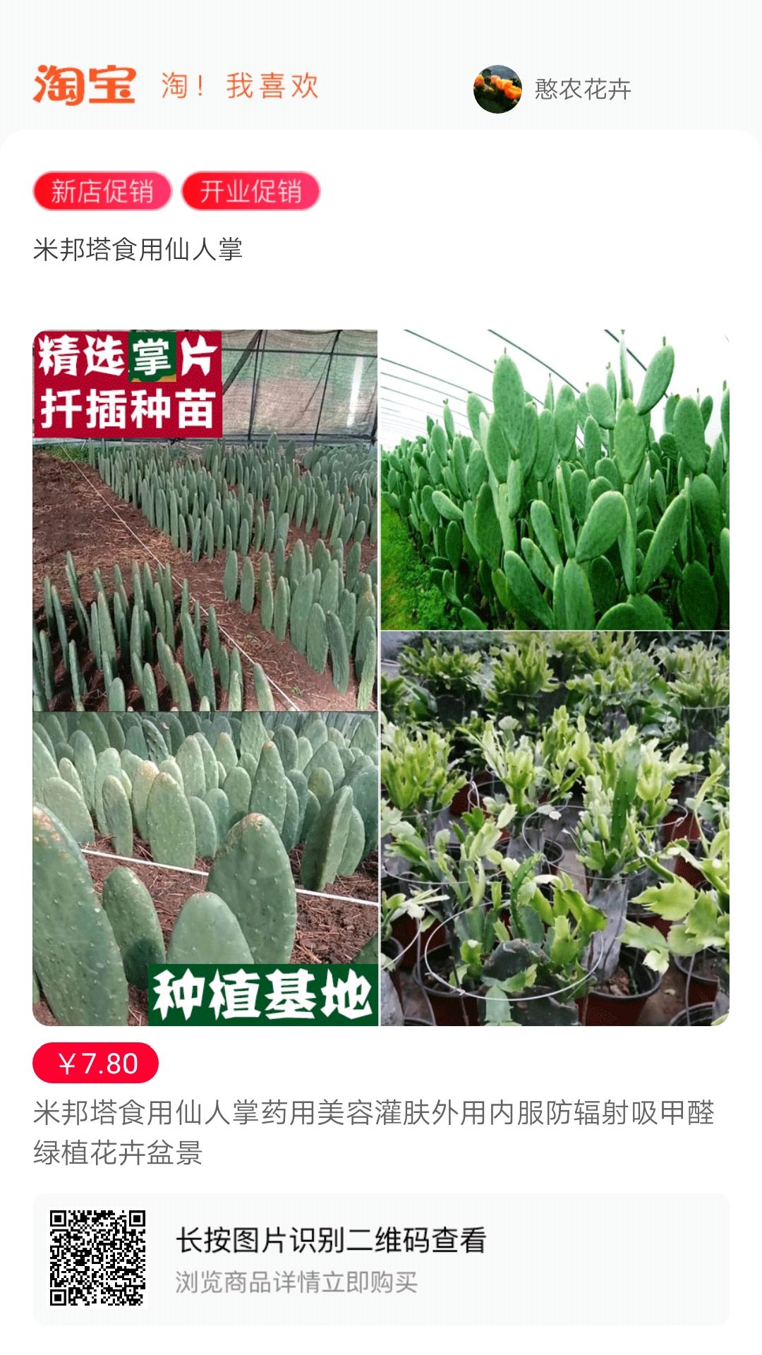 仙人掌嫁接苗30~40公分