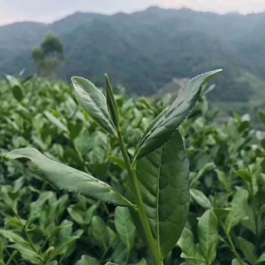 安溪县安溪铁观音 铁观音新茶秋冬季特级铁观音浓香型铁观音
