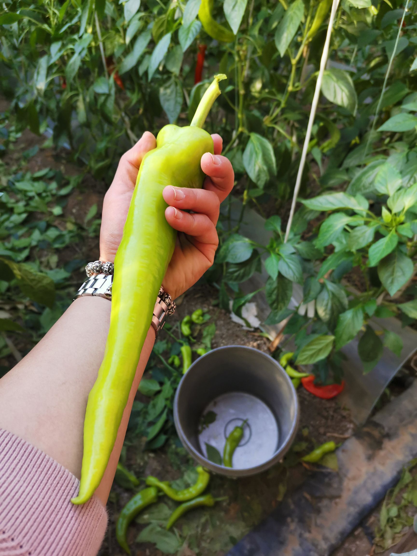 菜椒 产地大量供应各种新鲜蔬菜