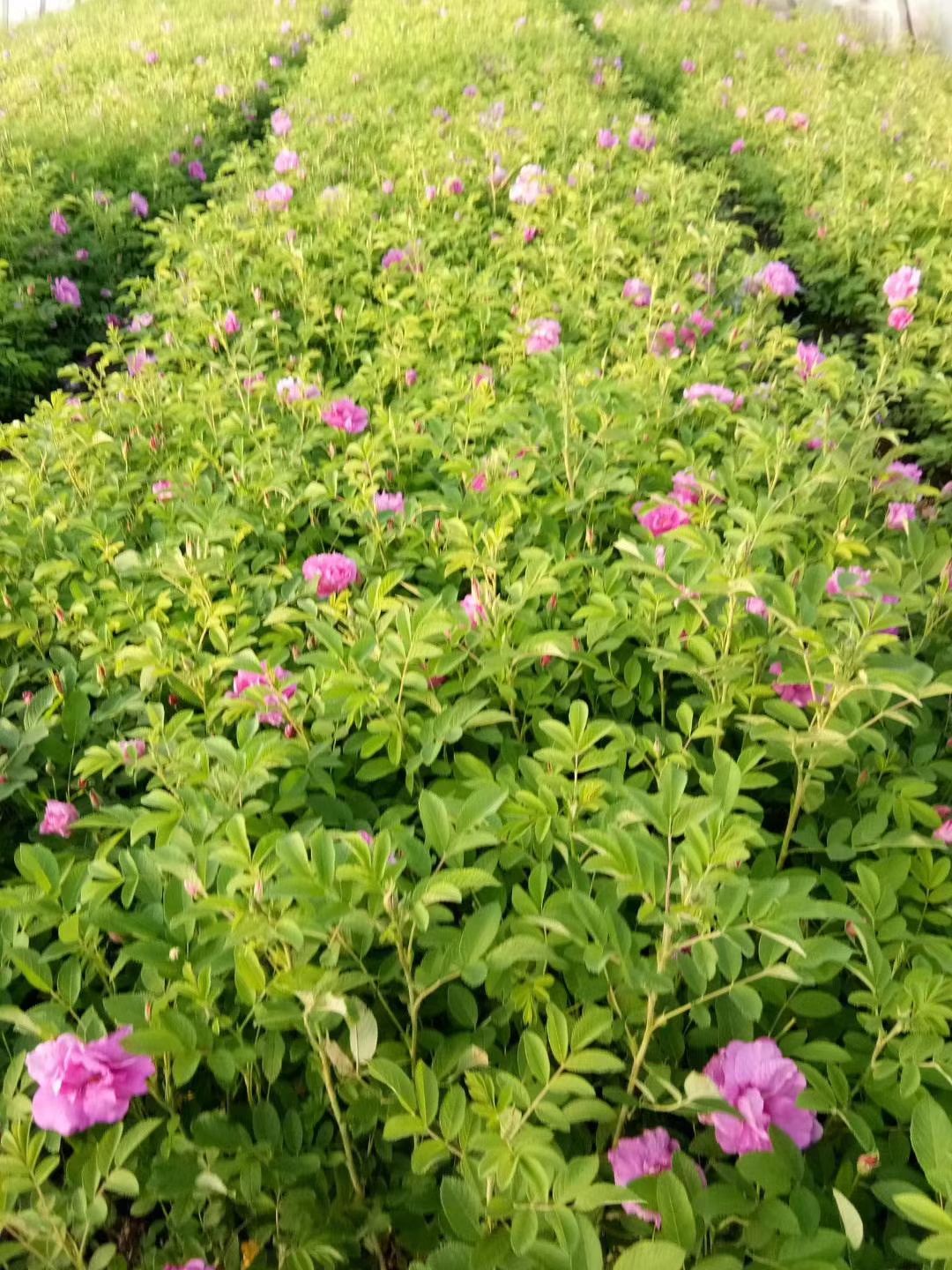冷香玫瑰 （紫枝玫瑰）清香型食用玫瑰 庭院绿植花期长