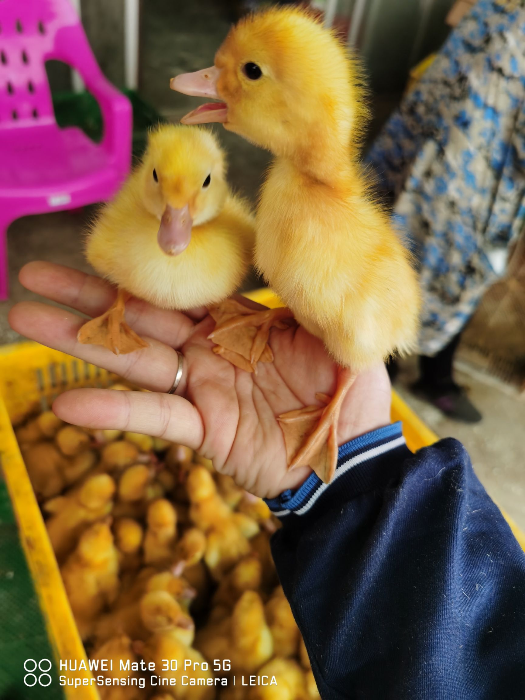  肉鸭苗白鸭苗桂柳白鸭苗