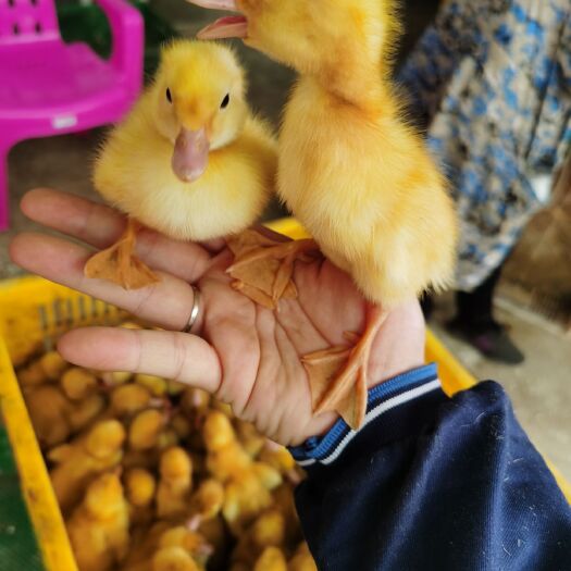 南宁 肉鸭苗白鸭苗桂柳白鸭苗