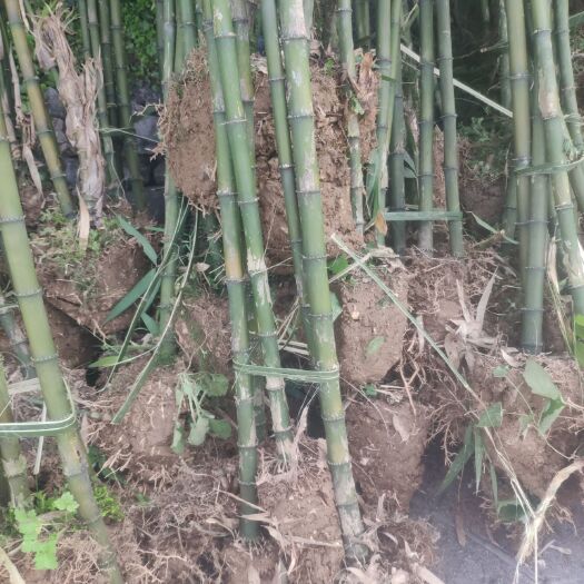 沐川县方竹苗 大量供应方竹（牛尾竹），三月竹
