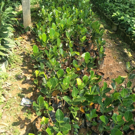 廉江市海南菠萝蜜苗 泰8菠萝苗