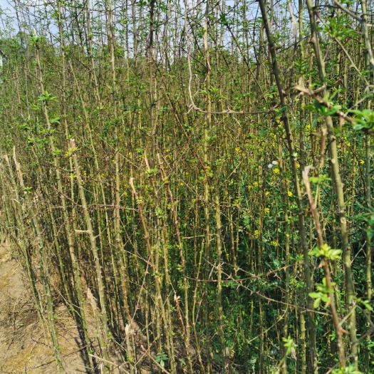 阆中市 大红袍、九月青花椒苗