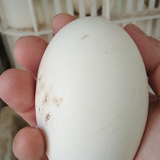 临沭县鲜鹅蛋 食用 箱装