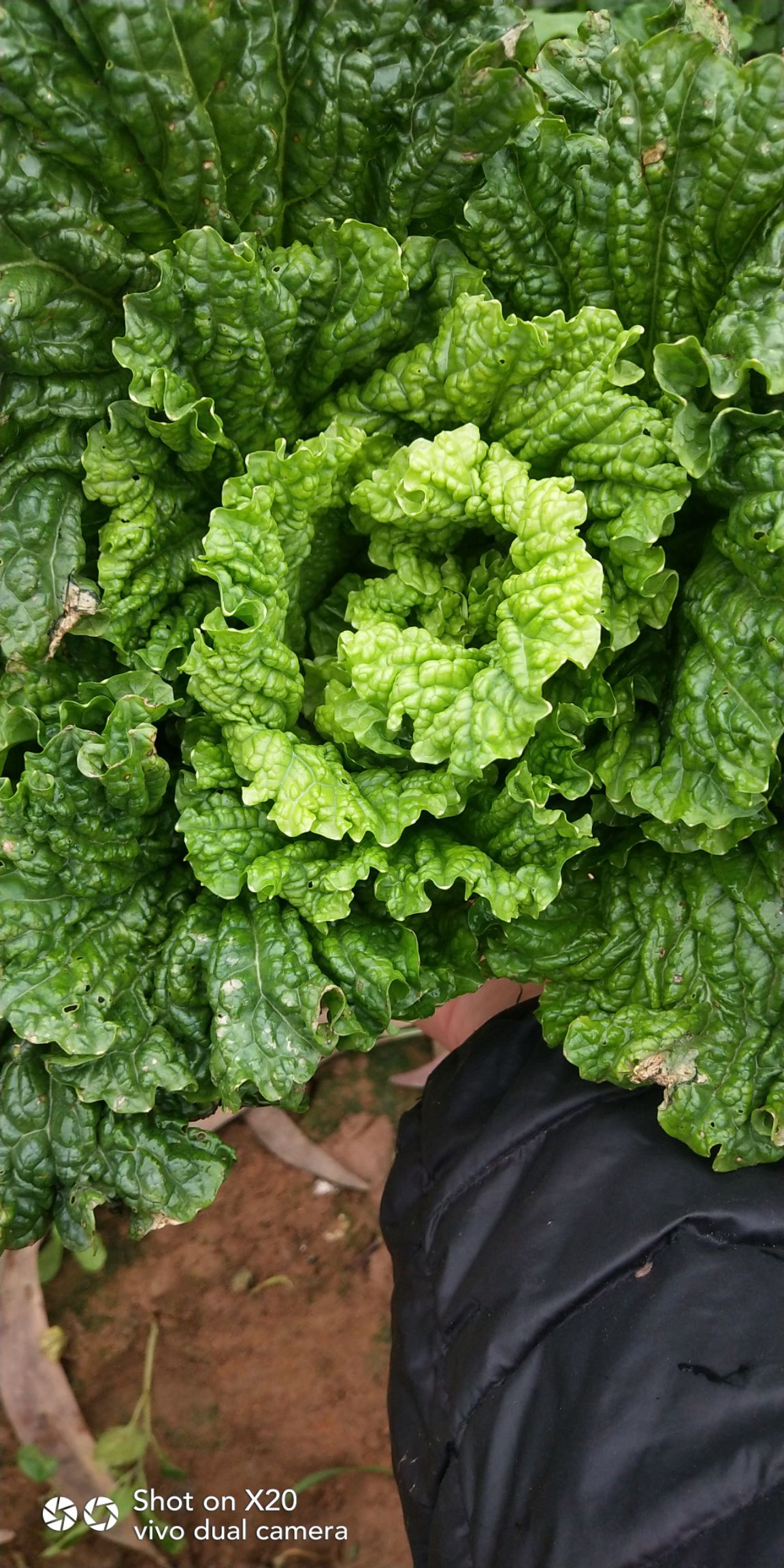 青麻叶大白菜 1~2斤 净菜