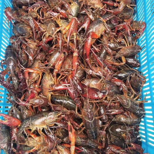 鄱阳县清水小龙虾 4-6钱 稻田虾