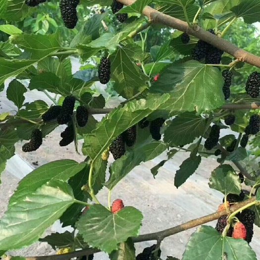 泊头市黑珍珠苗 黑珍珠桑椹树苗一年结果香甜可口