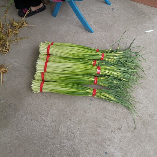 邳州市 白帽蒜苔   60-70