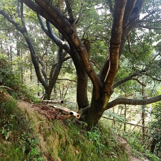 通道县南方杨梅苗 大量杨梅树出售，树冠优美，直径20至四十多公分
