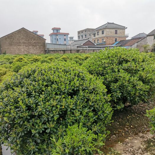 杭州9分精品海桐球浙江萧山农户自种出售诚信买卖
