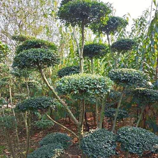 汝南县 小叶女贞造型，云片10个左右，多年的精品造型苗木，自家种植！