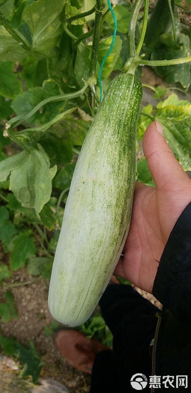 羊角蜜甜瓜  大量供应电商羊角蜜博洋系列甜瓜！