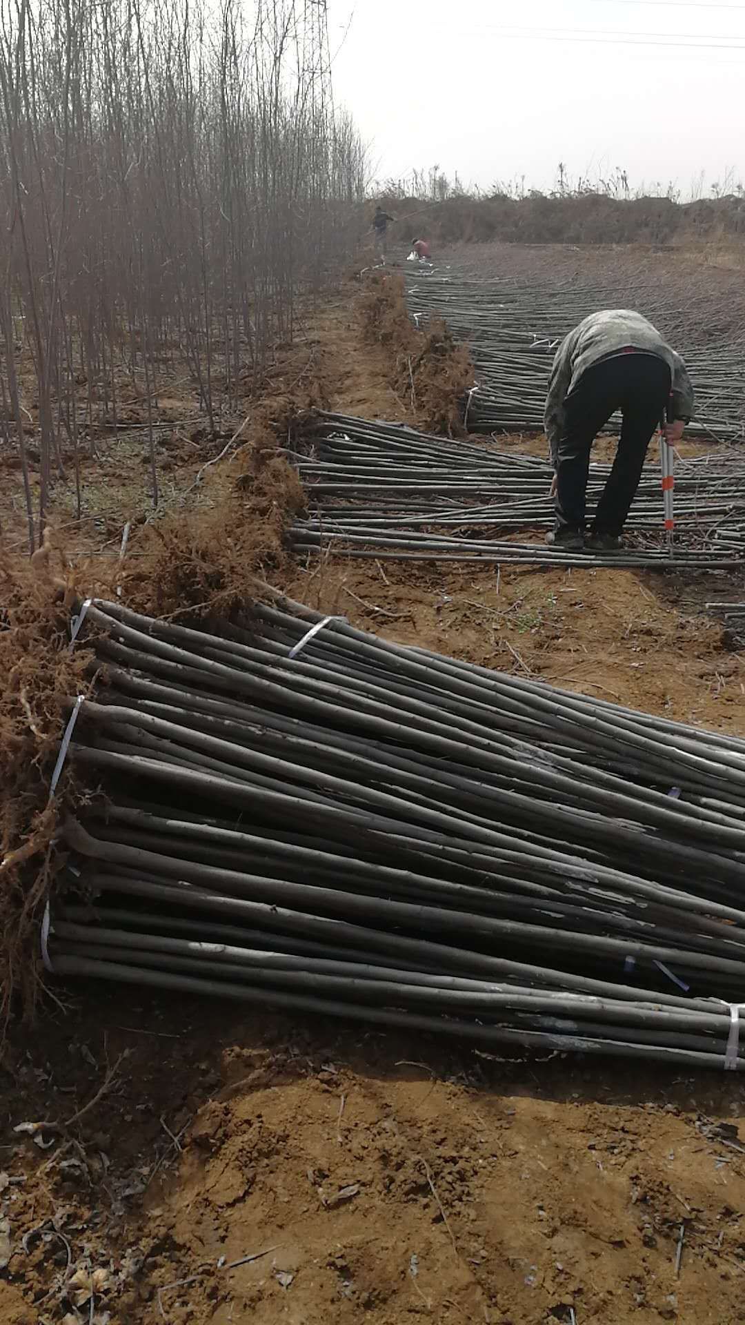 紫叶稠李苗 又名加拿大红樱 精品行道树 农户货真好