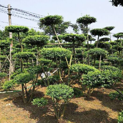 汝南县 小叶女贞造型，云片10个左右，多年的精品造型苗木，自家种植