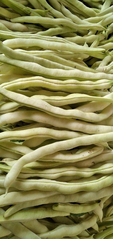 菜椒 产地大量供应各种新鲜蔬菜
