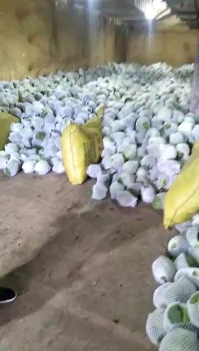 定西绿包菜  绿甘蓝 甘肃定西各种蔬菜代办