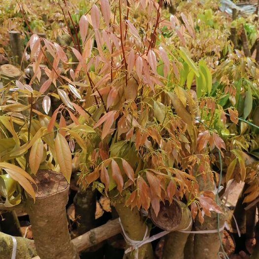 灵山县荔枝王苗 靓不靓看图片