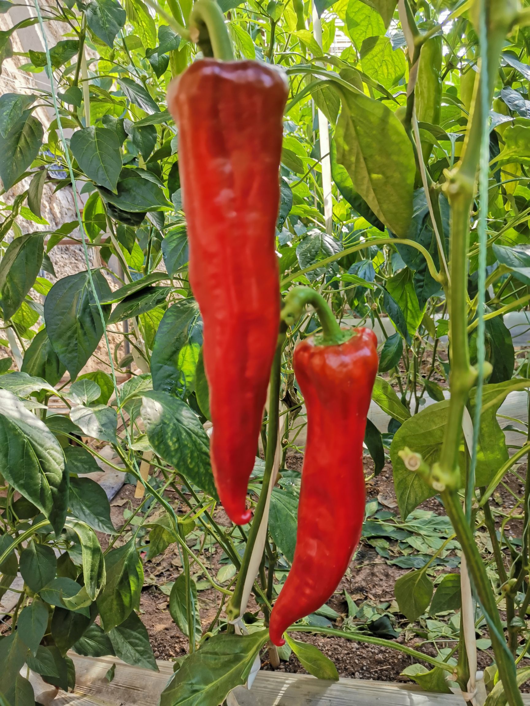 菜椒 产地大量供应各种新鲜蔬菜