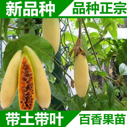 灵山县 新品种  木瓜百香果苗  正品嫁接苗  假一赔十