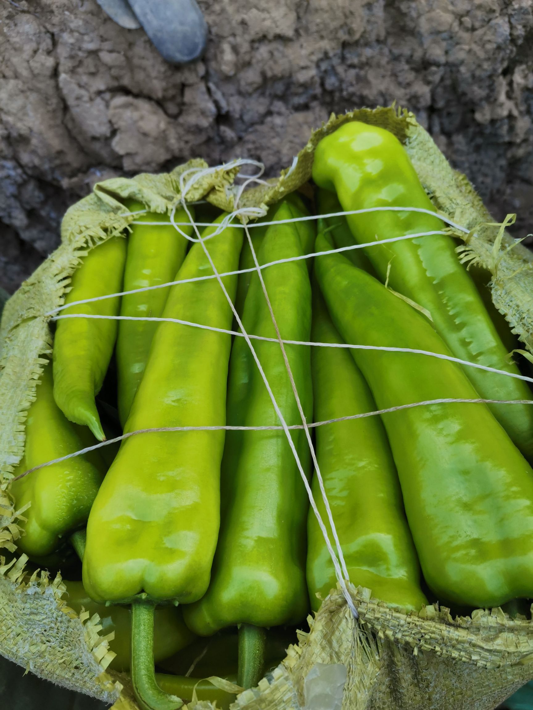 菜椒 产地大量供应各种新鲜蔬菜