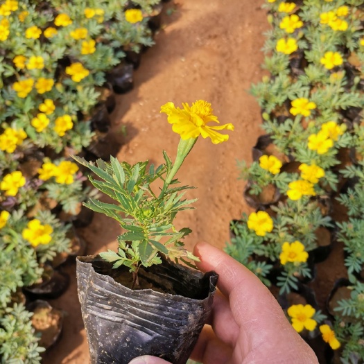 青州市 孔雀草 草花地被 菊花 绿化植物