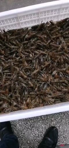 南县 洞庭塘口一手虾苗