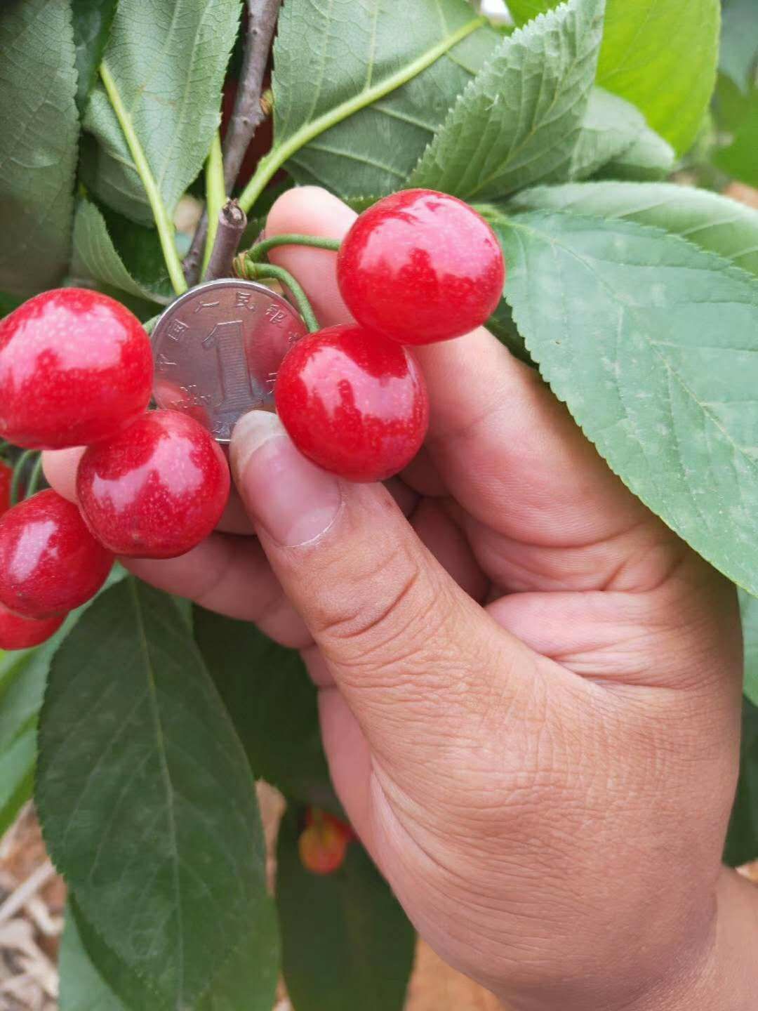 鸡心樱桃今年种明年收果