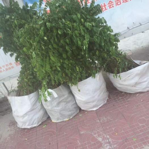 普宁市马来西亚甜杨桃苗