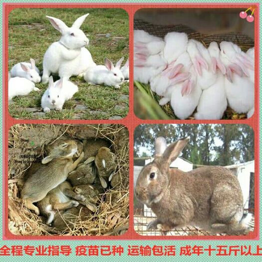邳州市 批发 代发新西兰 比利时 杂交花兔种兔 肉兔
