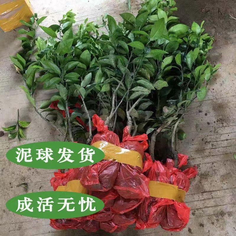 091无核沃柑苗 当年结果苗，包品种，包成活。基地直供。