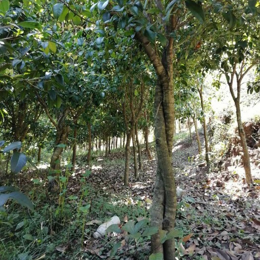 六盘水 桂花树四季桂