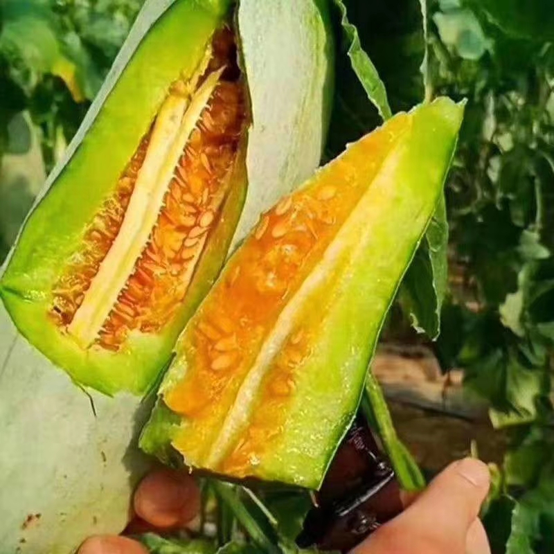  羊角蜜甜瓜