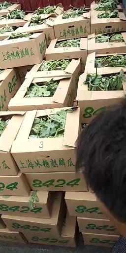 夏邑北领镇西瓜基地，欢迎全国客商来采购