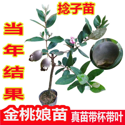 灵山县桃金娘苗 正宗桃金娘树苗山捻子苗乌稔多尼小种苗盆景地栽室内阳台庭院植物